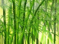 竹漿本色紙未來(lái)發(fā)展趨勢(shì)顯著