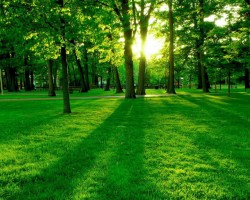 綠色發展成林產工業未來趨勢 助力森林