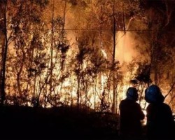 智利火災致使紙漿上漲