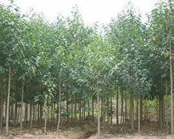 可回收的一次性紙杯