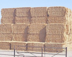 沁陽高氏古法造紙：麥秸是主要原材料