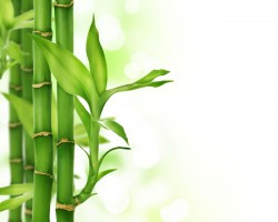 四川省人民政府辦公廳  關于推進竹產業轉型發展的意見