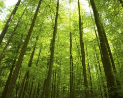 林業產品穩定，成本和高價格抵消