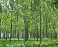 日本：刺激木材需求力促林業產業化增長