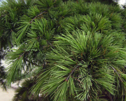 制漿造紙領域取得新的突破