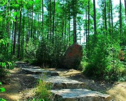 近8年我國森林火災發生率下降41%