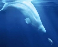 2020年上半年中國生活用紙進出口貿易市場發展現狀分析 出口量出口額雙雙增長