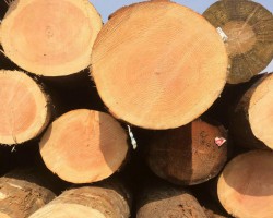 剛果盆地國家發布原木出口禁令