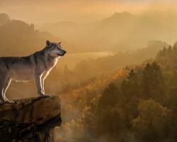 天風(fēng)證券：生活用紙價(jià)格伴隨漿價(jià)提升 龍頭企業(yè)或持續(xù)受益