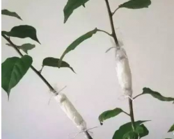 美國棉花行業(yè)推出信任守則——推動可持續(xù)發(fā)展